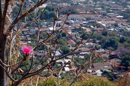 A tree with pink blossoms stands over the town.